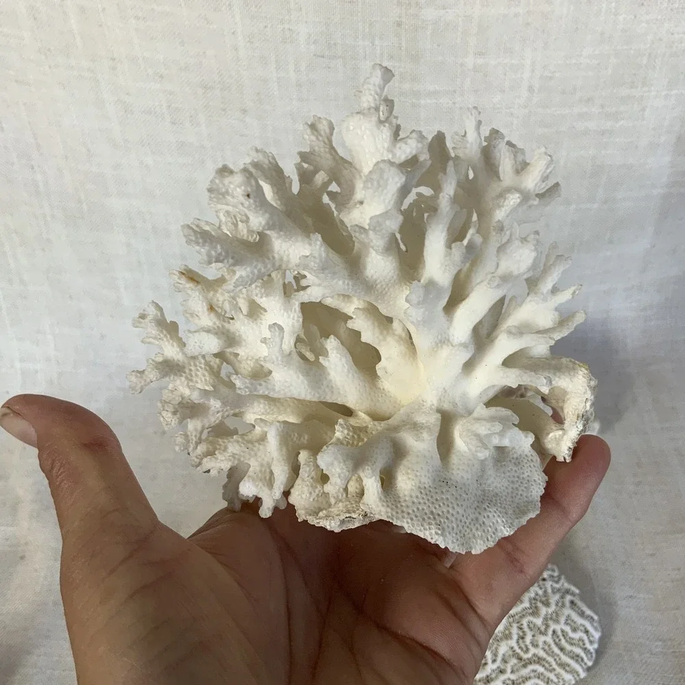 Natural Sea Finger Branch Brain Assorted Coral‎  Aquarium Decor